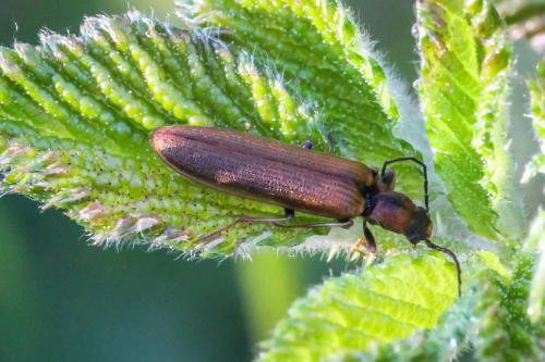 Réf. 289 711 : Denticollis linearis